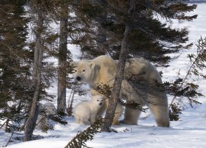 polar bear mother with her cubs behind pine trees in winter
