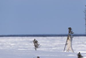 Polar bear cub playing with small tree in snow