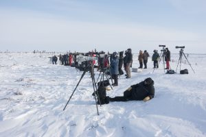 People viewing from afar with cameras and lenses watching polar bears