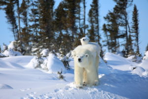 mother polar bear with her two baby cubs on her back outside