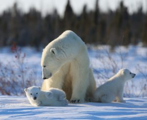 141A9869[5161].jpg 2020 bear season